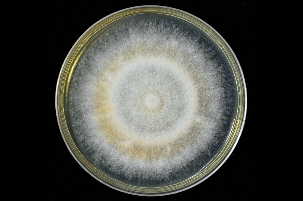 12 Different Types Of Mold Found In Houses 12 Different Types Of Mold Found In Houses